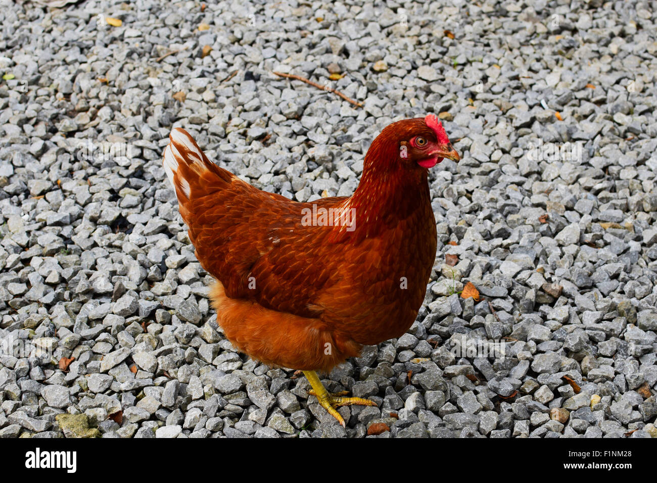 Poulet domestique, Gallus gallus domesticus. Banque D'Images