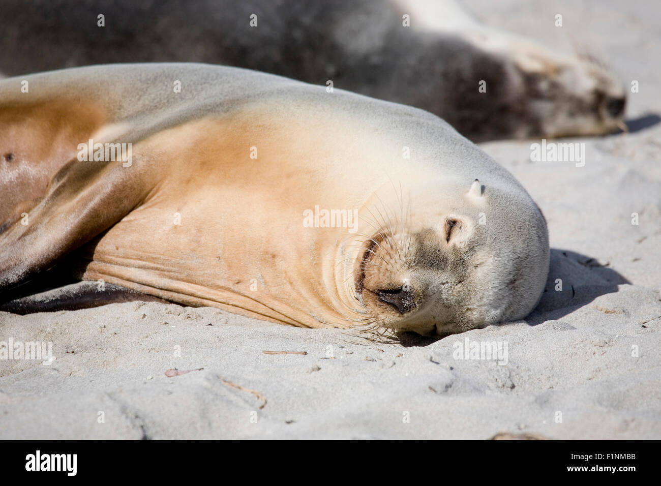 Sea Lion reposant sur une plage Banque D'Images