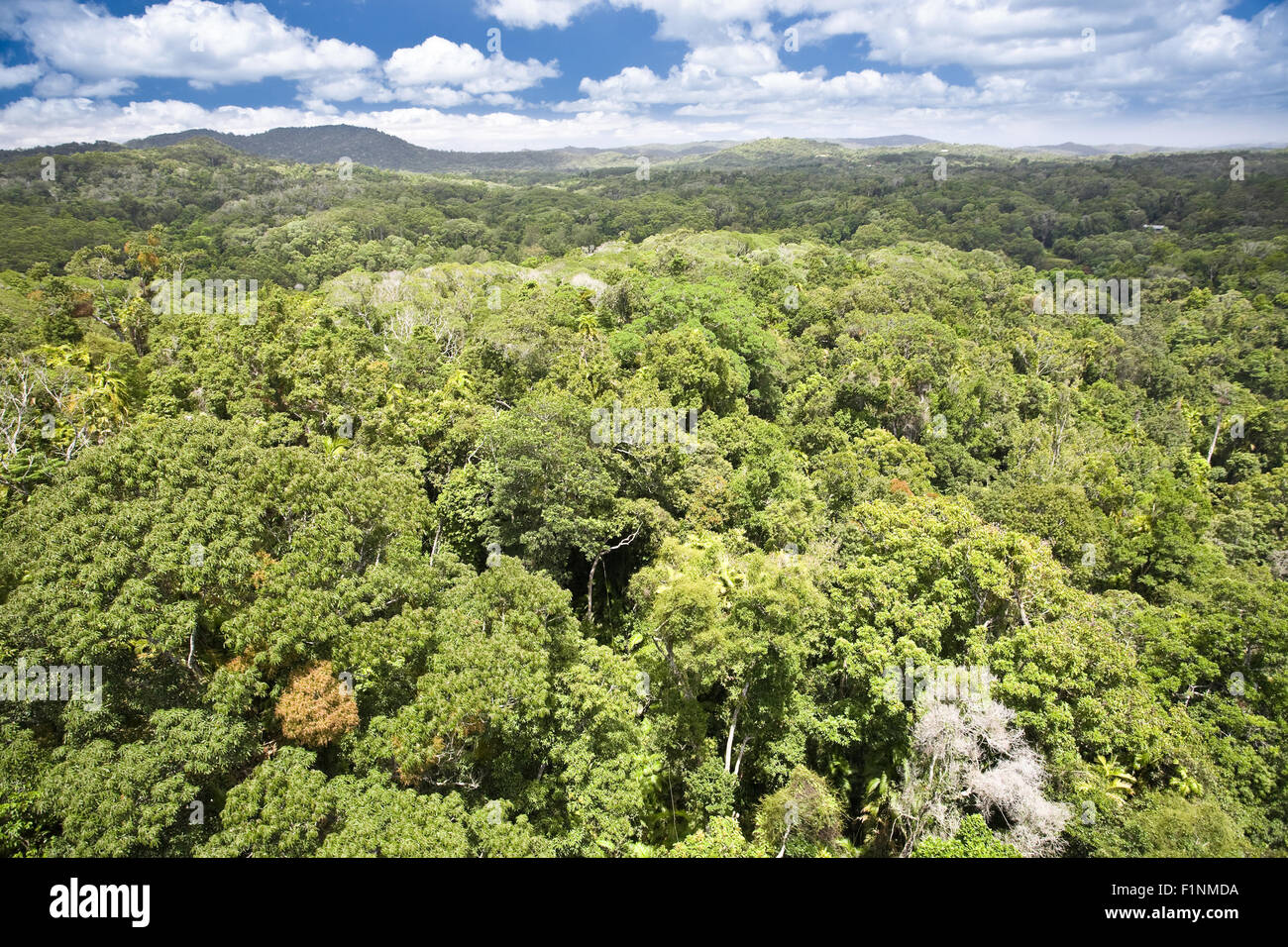 Couvert de forêt tropicale Banque D'Images