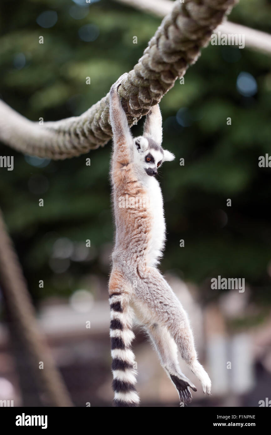 Un ring-tailed Lemur (Lemur catta), suspendu à une corde, par ses armes, à Wingham Wildlife Park, Kent, Angleterre Banque D'Images