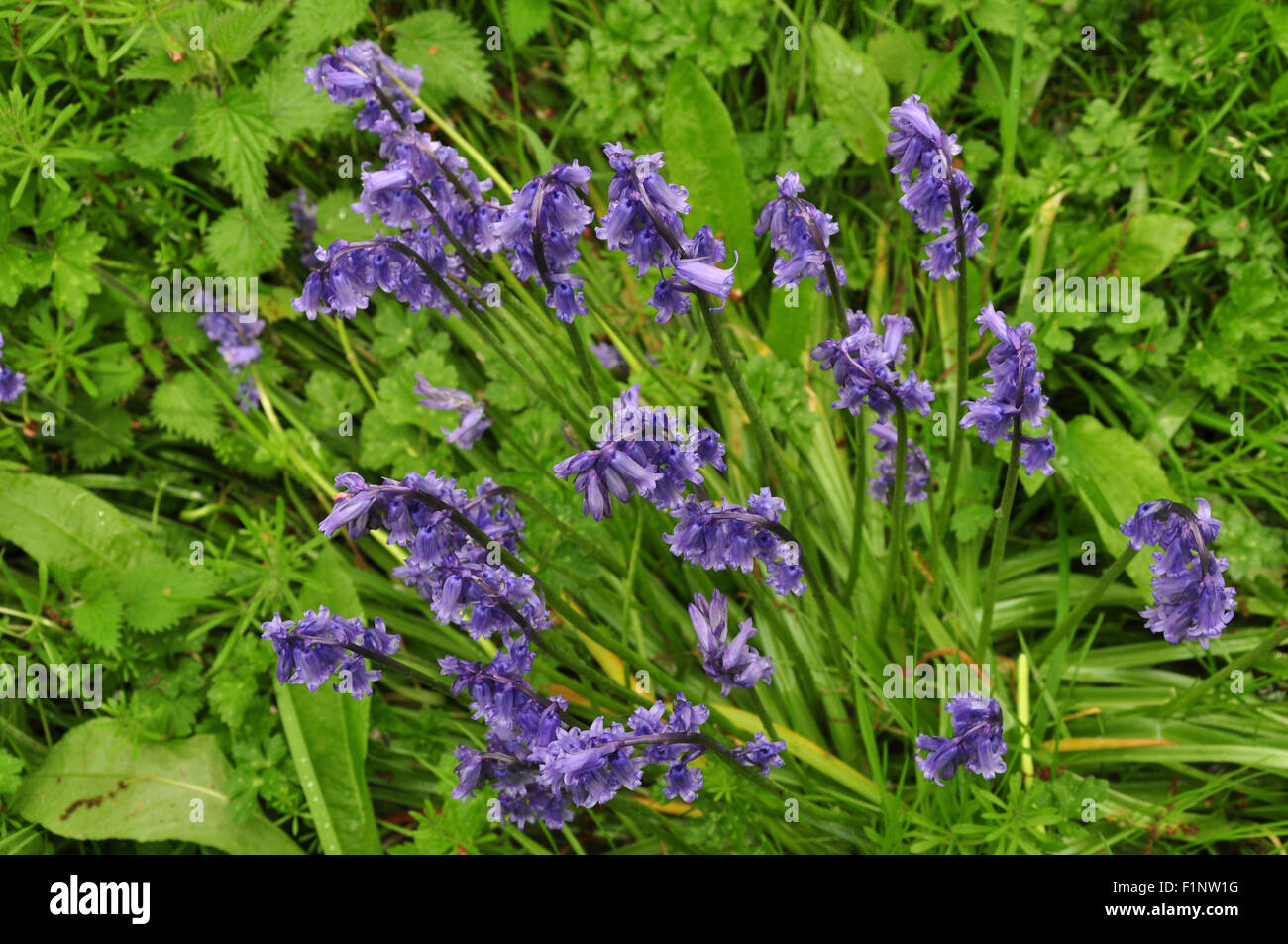 Un bouquet de jacinthes au printemps UK Banque D'Images