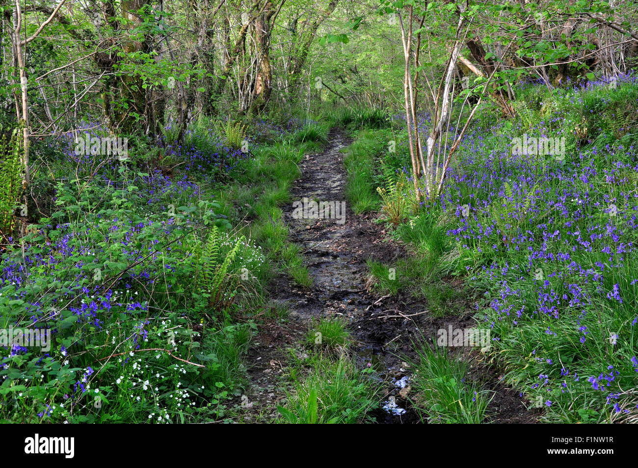 Mount Pleasant Road, Kingcombe Meadows TPL nature reserve, Dorset Banque D'Images