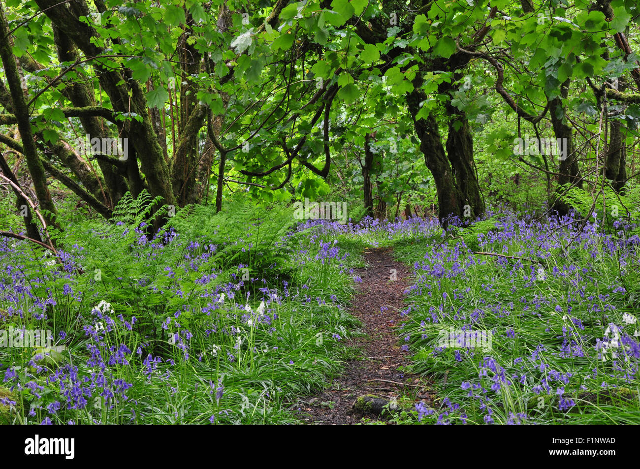 Un chemin traversant un bois bluebell au printemps UK Banque D'Images