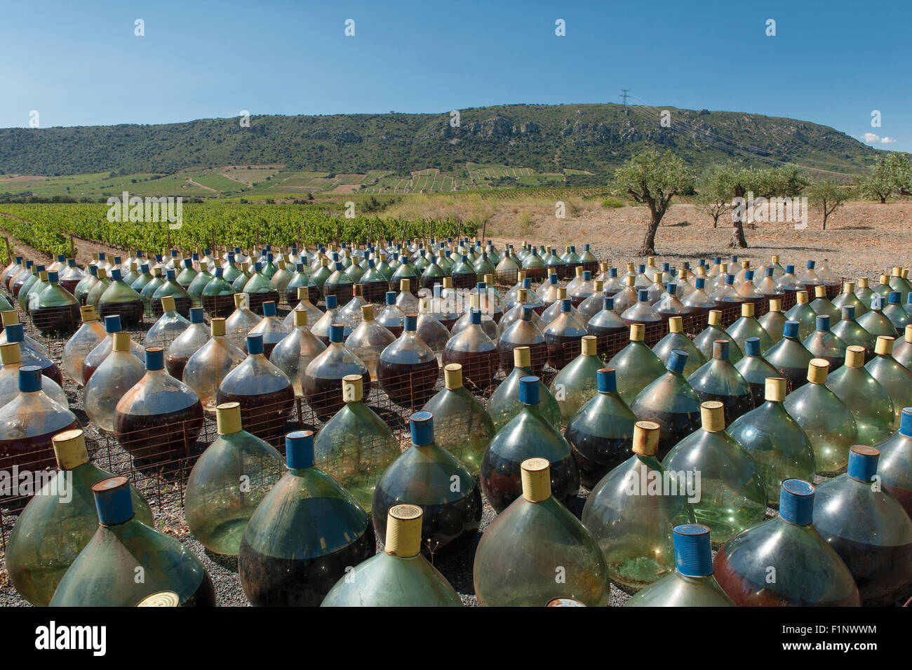 Au Mas Amiel, le vin mûrit dans "touries" au titre de l'Ciel bleu du Roussillon à l'échéance. Maury, Vallée de l'Agly, France Banque D'Images