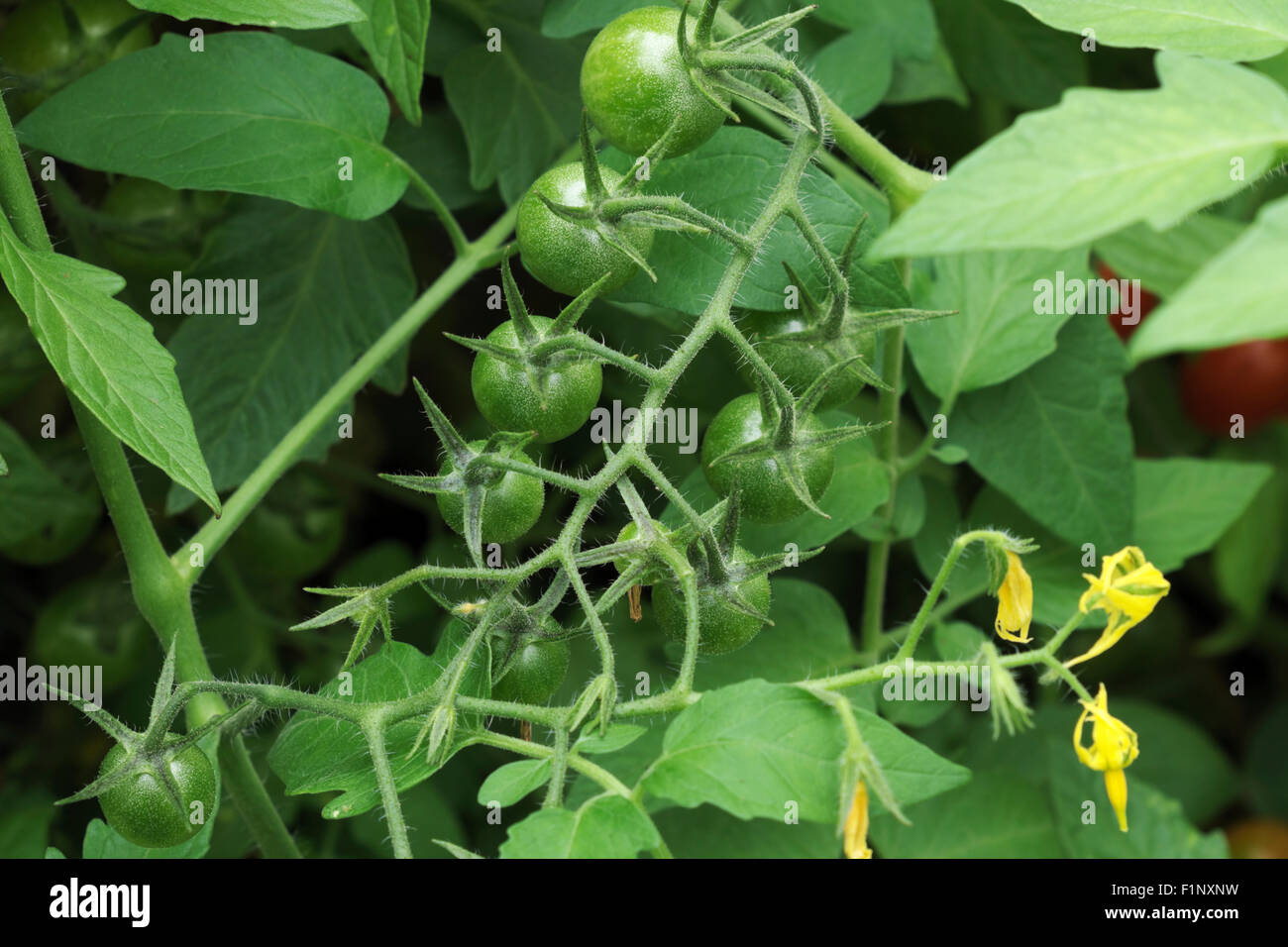 Jardin des plantes de tomates cerises à la fin de l'été avec la maturation des fruits de la vigne. Banque D'Images