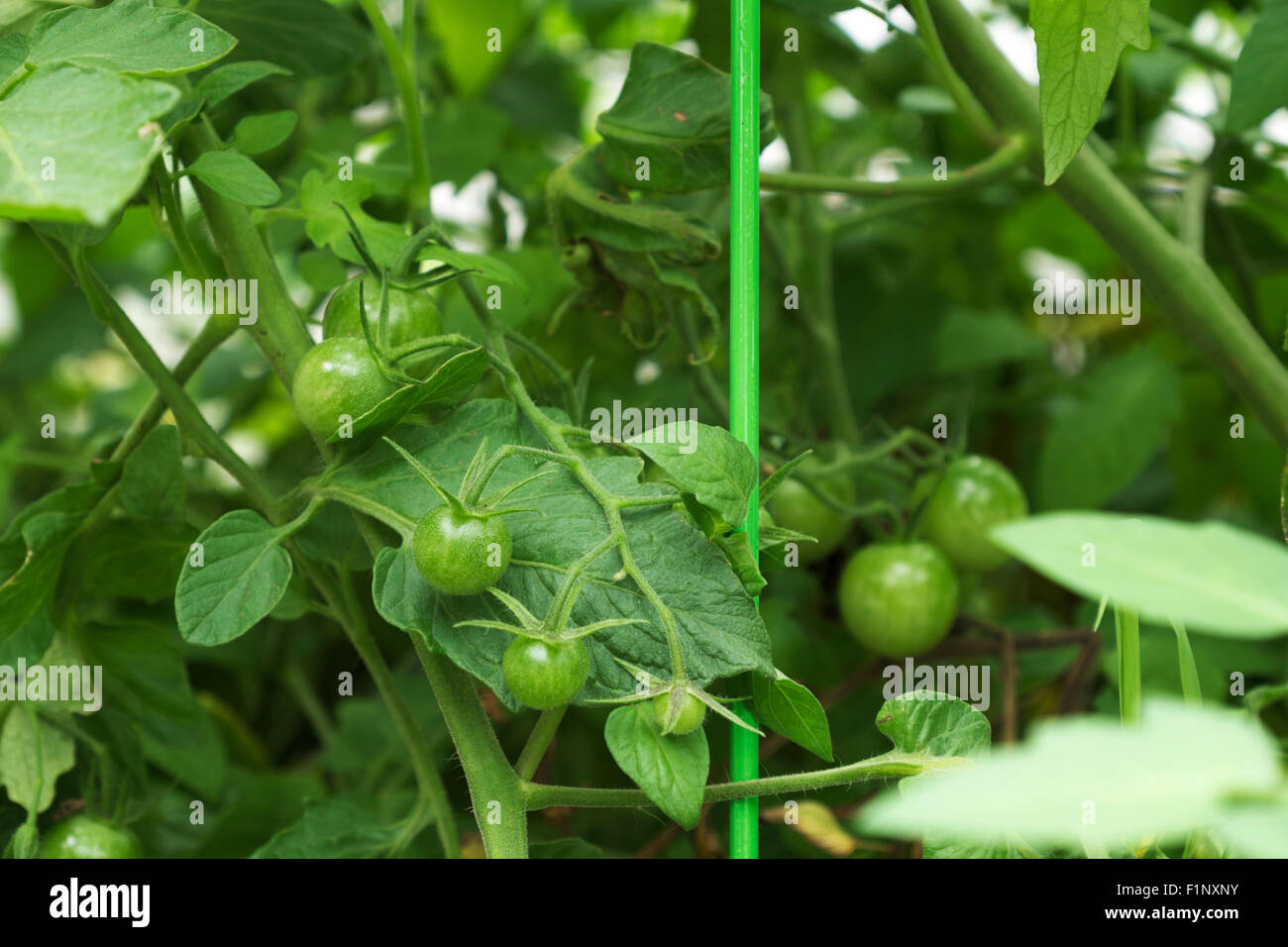 Jardin des plantes de tomates cerises à la fin de l'été avec la maturation des fruits de la vigne. Banque D'Images