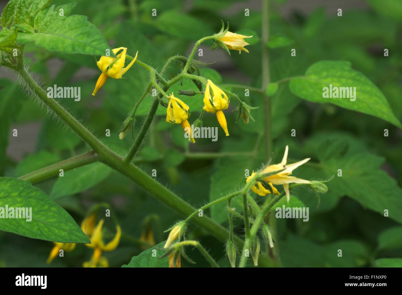 L'ouverture des fleurs de tomates cerises sur la vigne d'un jardin plante. Banque D'Images