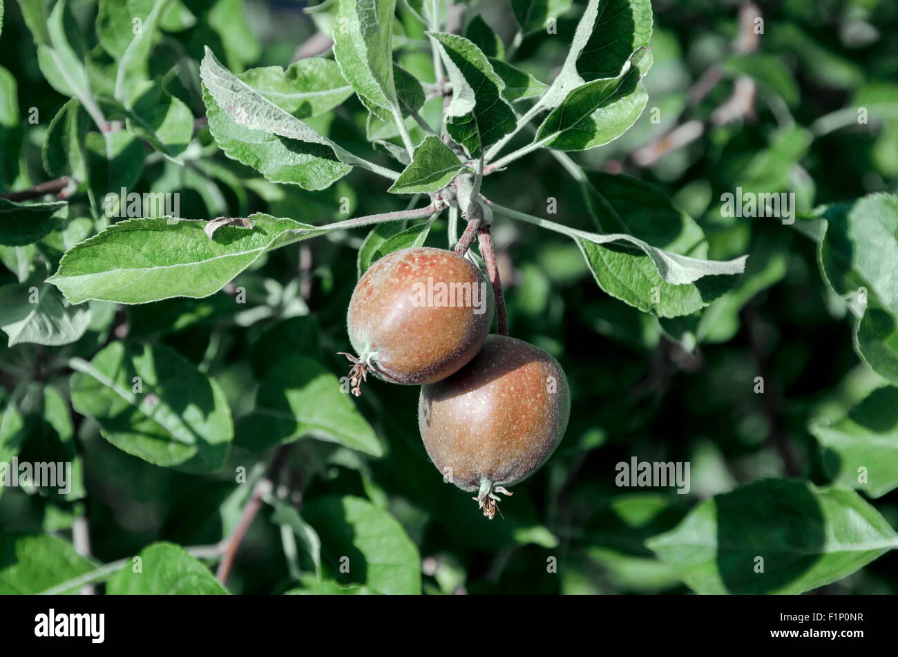 Pommier sauvage et les fruits dans le jardin, Sofia, Bulgarie Banque D'Images