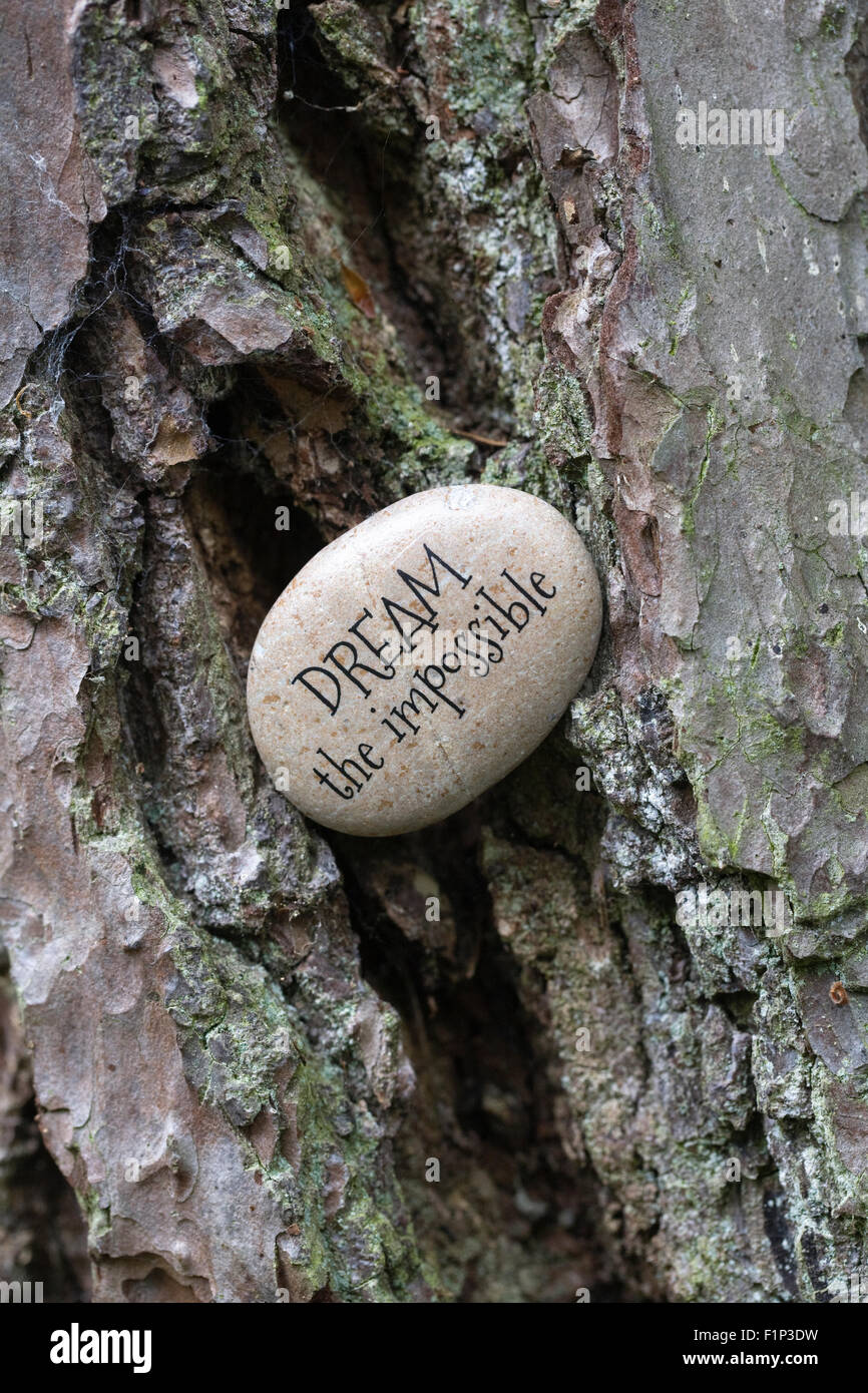 L'impossible rêve la pierre, déposée dans l'écorce des arbres. Banque D'Images