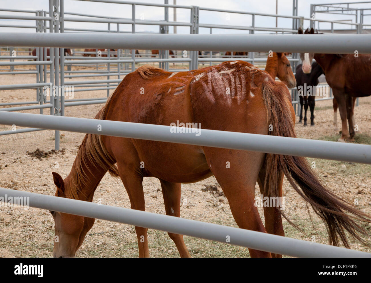 New York, USA. 3 Septembre, 2015. Chevaux sauvages blessés rescapés de l'Idaho, les incendies de 2015. Crédit : Michael Beiriger/Alamy Live News Banque D'Images