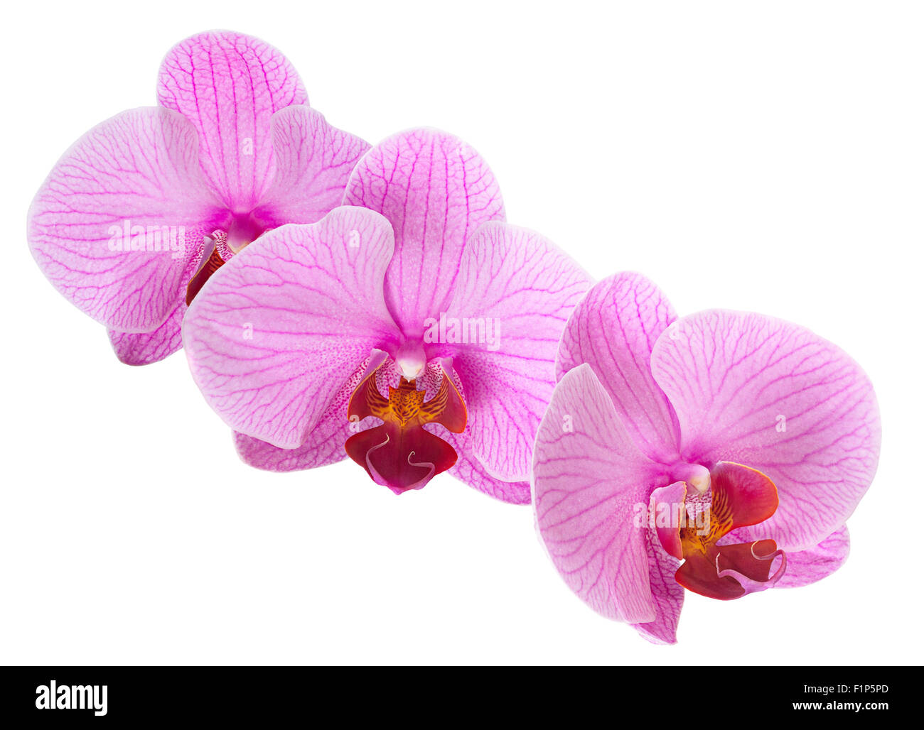 Pink orchid closeup isolated on white Banque D'Images