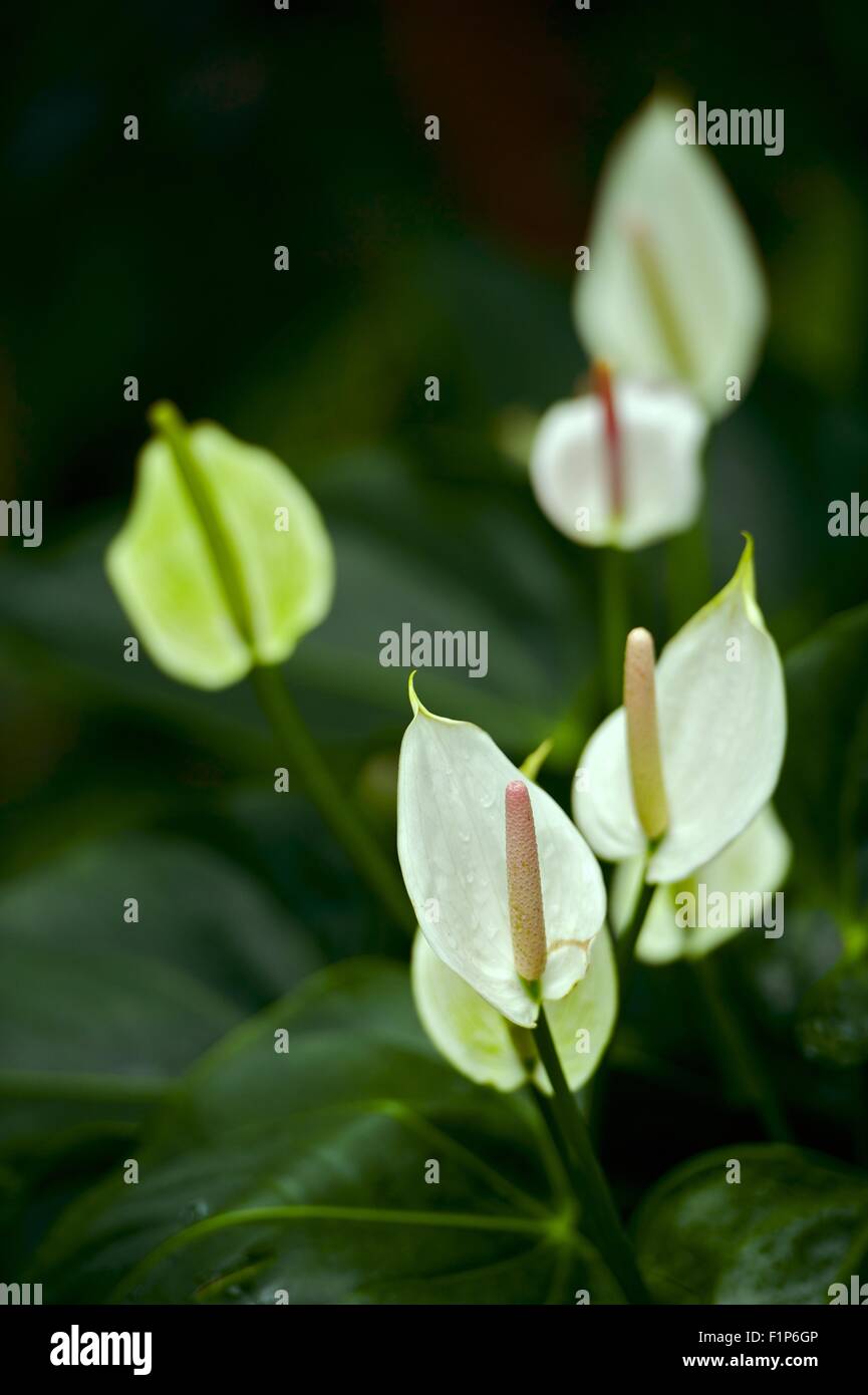 Fleurs TROPICALES inconnues - Fond noir. La floraison des plantes de la forêt tropicale. Photo verticale Banque D'Images