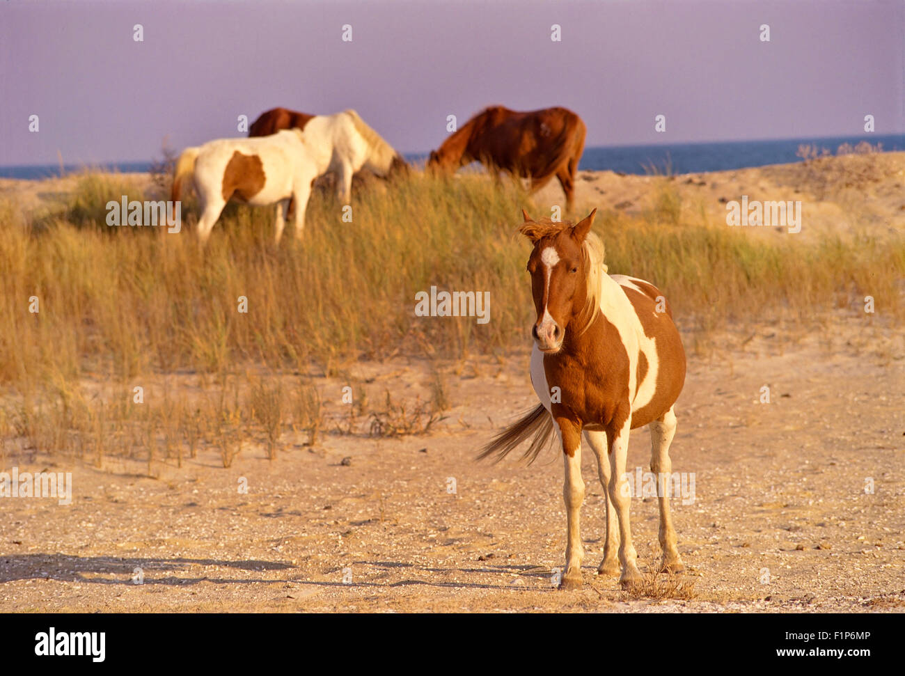 Les poneys sauvages dans les dunes, Chincoteague National Wildlife Refuge, Virginia, USA Banque D'Images