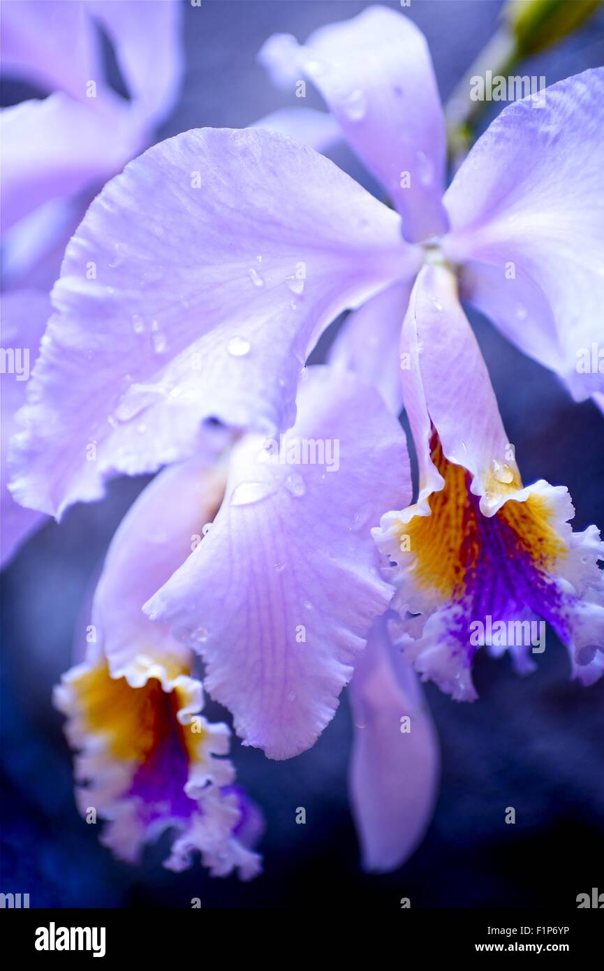 Fleur violette fleur tropicale. Jungle en fleurs. Nature Macro Photo Collection. Espèce inconnue. Banque D'Images