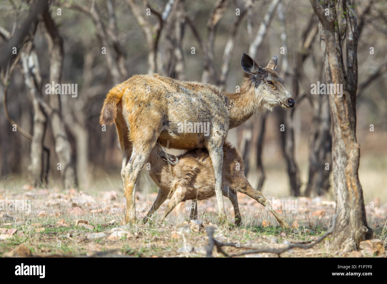 Nourrir le cerf Sambar faun (Cervus unicolor) à Ranthambhore, le Rajasthan en Inde. Banque D'Images