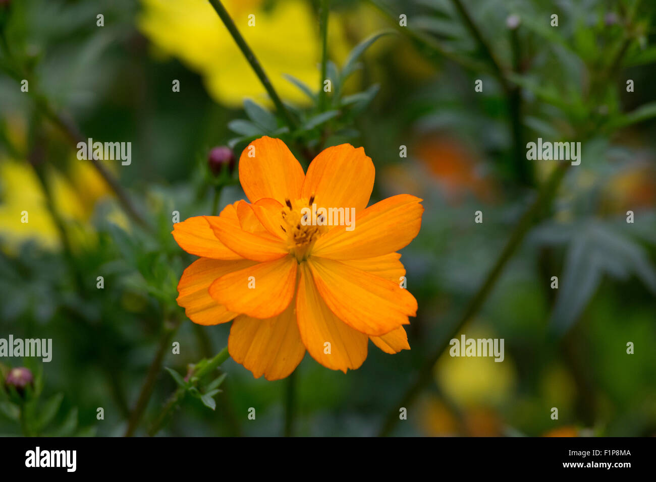 Une fleur orange. Banque D'Images