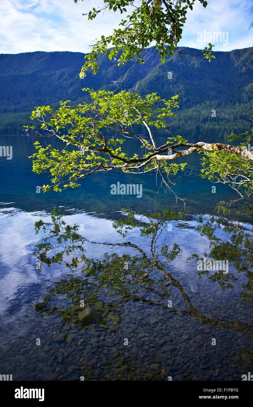 Bleu foncé, Crystal Clear Lake Crescent - direction au-dessus du lac Crescent Surface. Nature de l'État de Washington. La photographie verticale. Banque D'Images