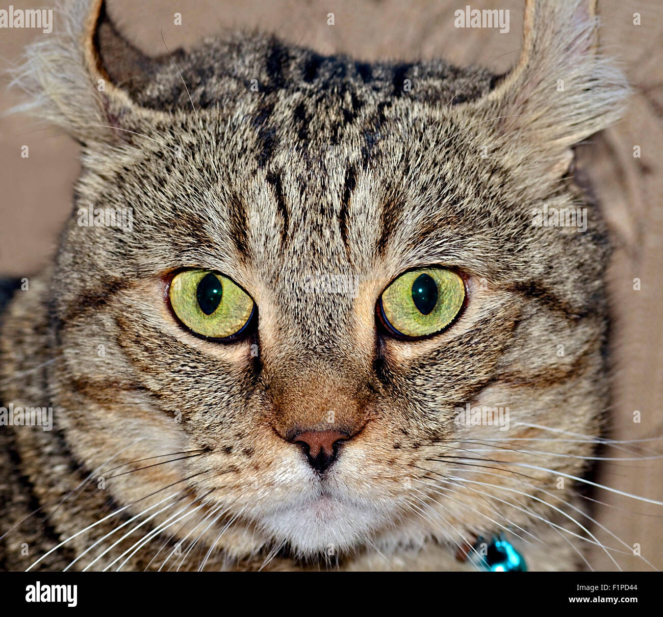 A Highland Lynx Chat Tigre Gris Avec Une Drole D Expression Sur Son Visage Photo Stock Alamy