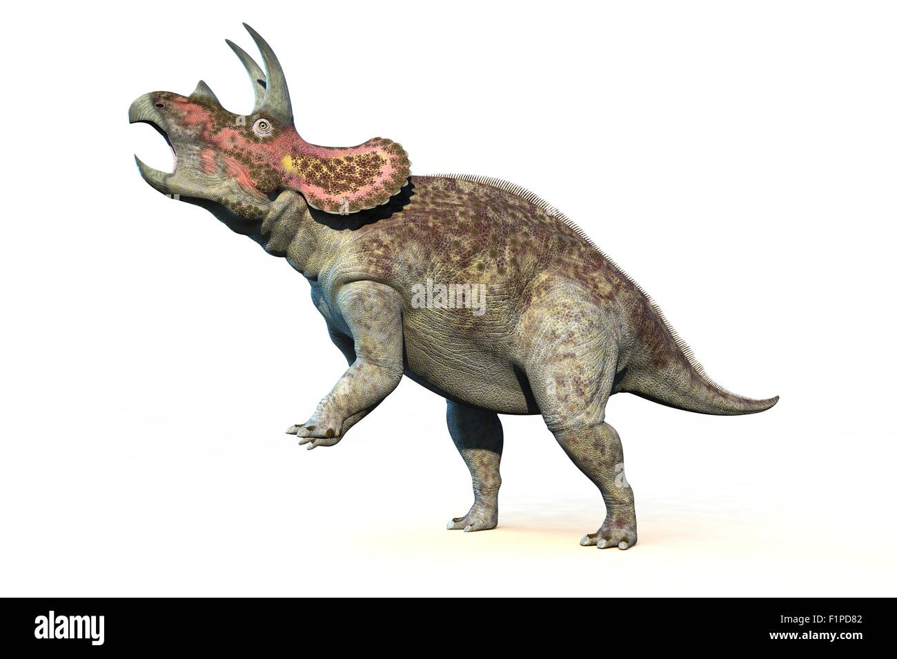 Dinosaure Triceratops, illustration de l'ordinateur. Banque D'Images