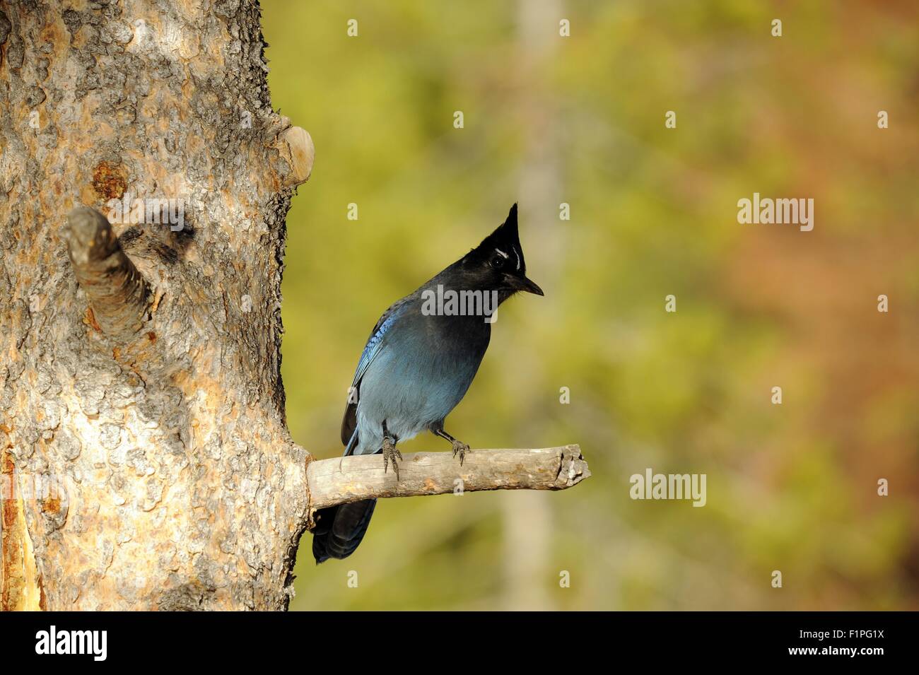 Geai Bleu Sur Larbre Cyanocitta Cristata Bromia Oiseau Du