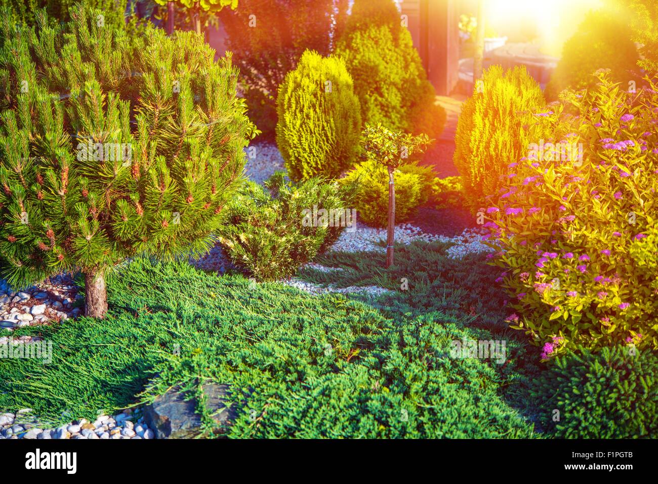 Petit jardin de rocaille photo gros plan. Sunny Home Garden. Banque D'Images