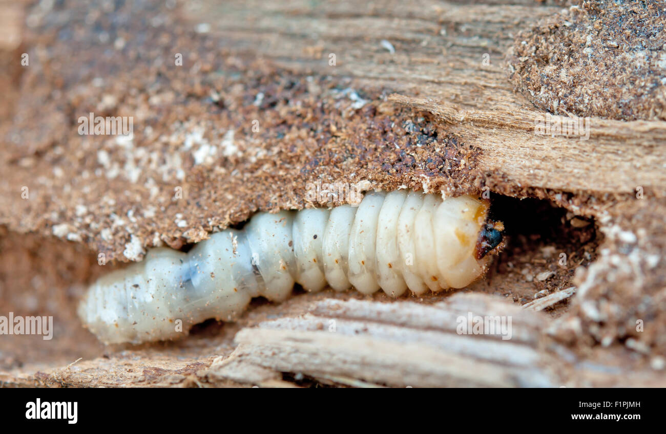 Peu woodworm Golf Polo se trouve sur un arbre Banque D'Images
