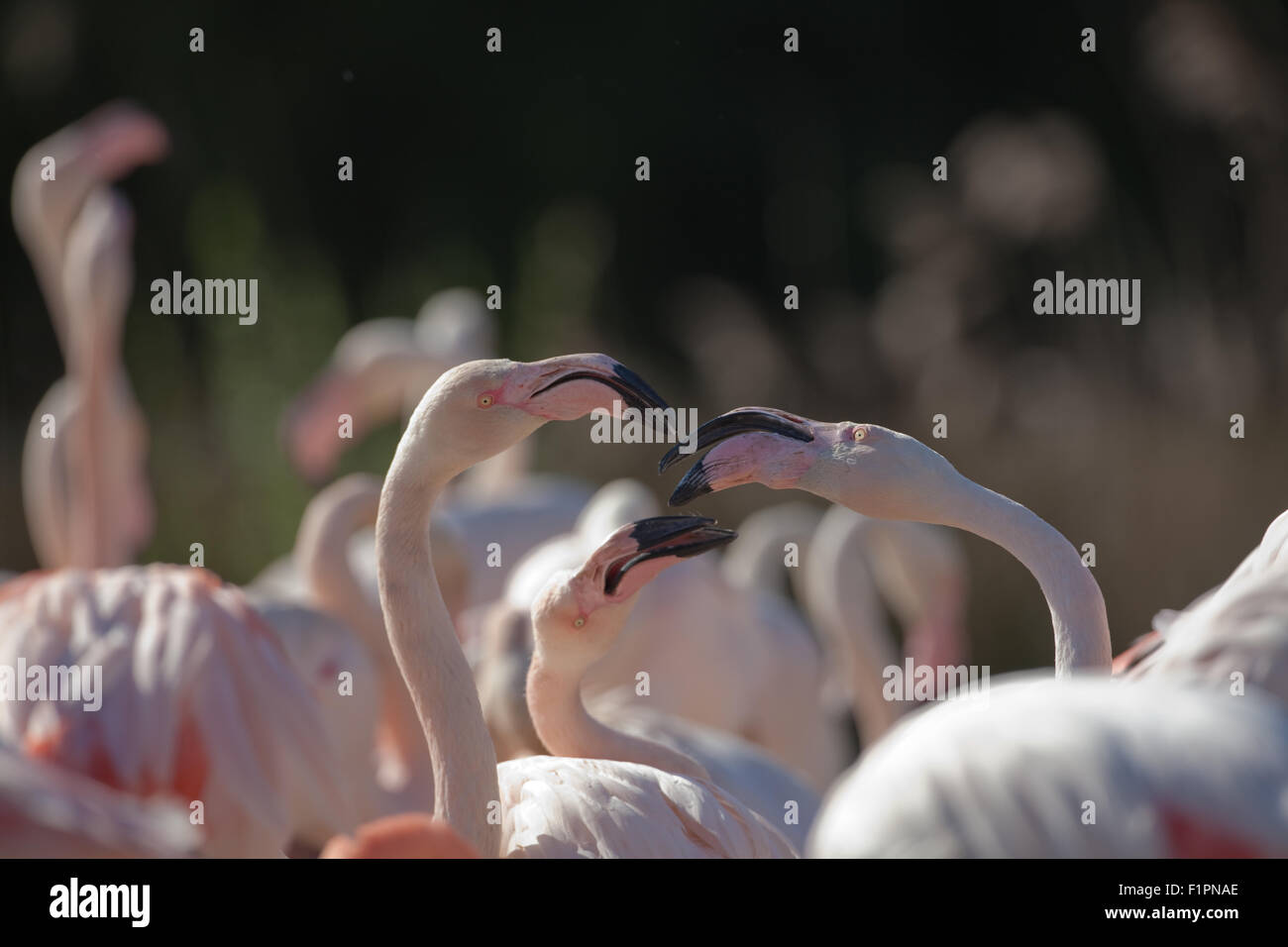 Plus de flamants roses (Phoenicopterus roseus), Règlement des différends, trois d'une volée d'oiseaux 260 - voir pour les visiteurs humains. WWT, Slimbridge Banque D'Images