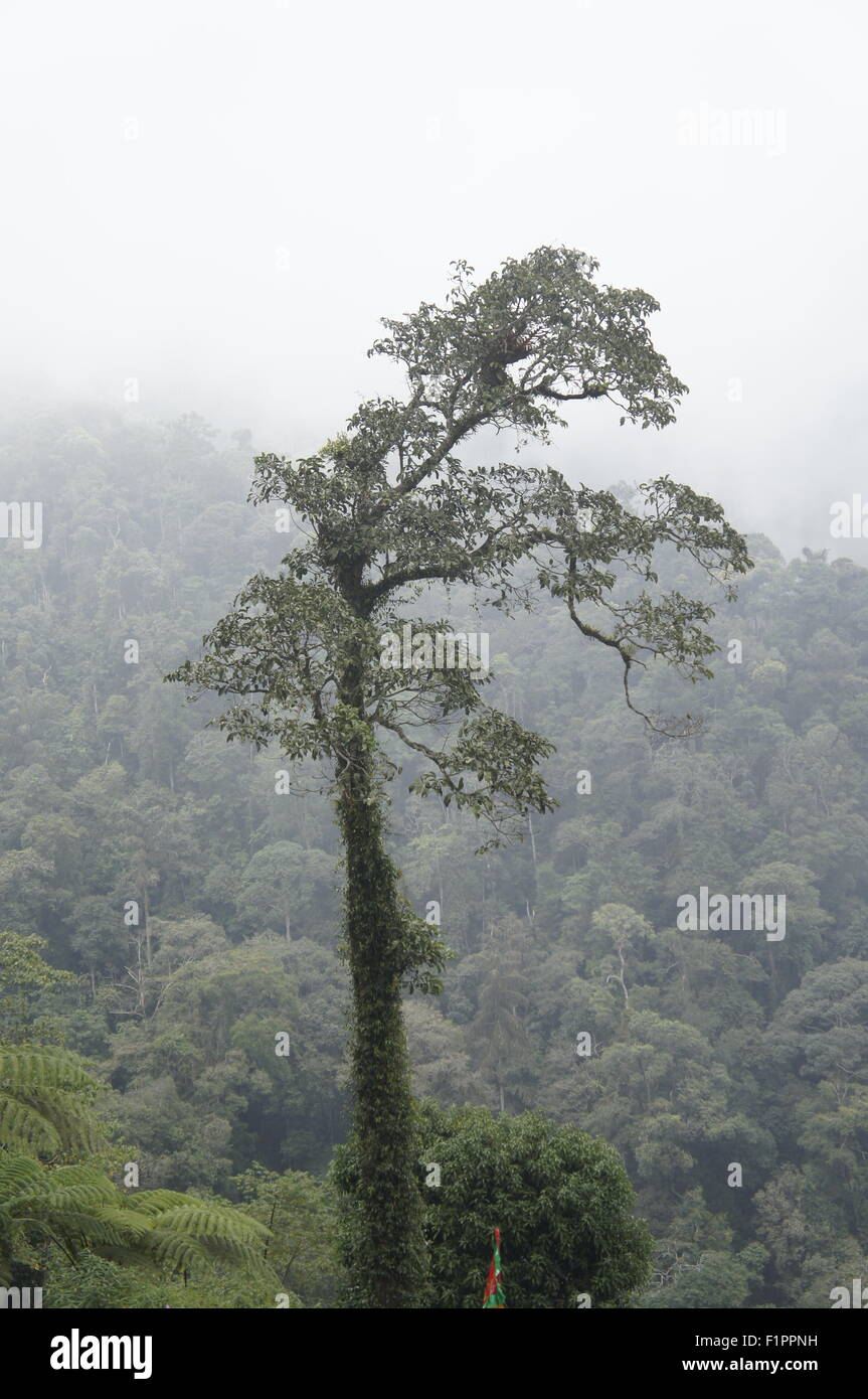 Arbre solitaire dans les forêts tropicales d'altitude misty Banque D'Images