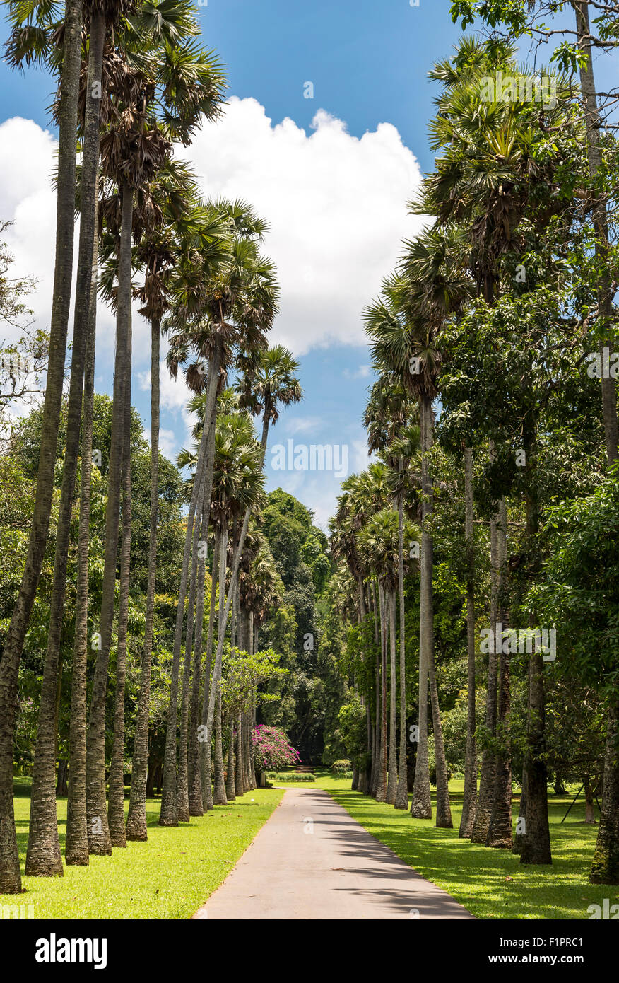 Palmyra Palm (Borassus Flabellifer) Avenue au Jardin botanique royal de Peradeniya, près de Kandy, Sri Lanka Banque D'Images