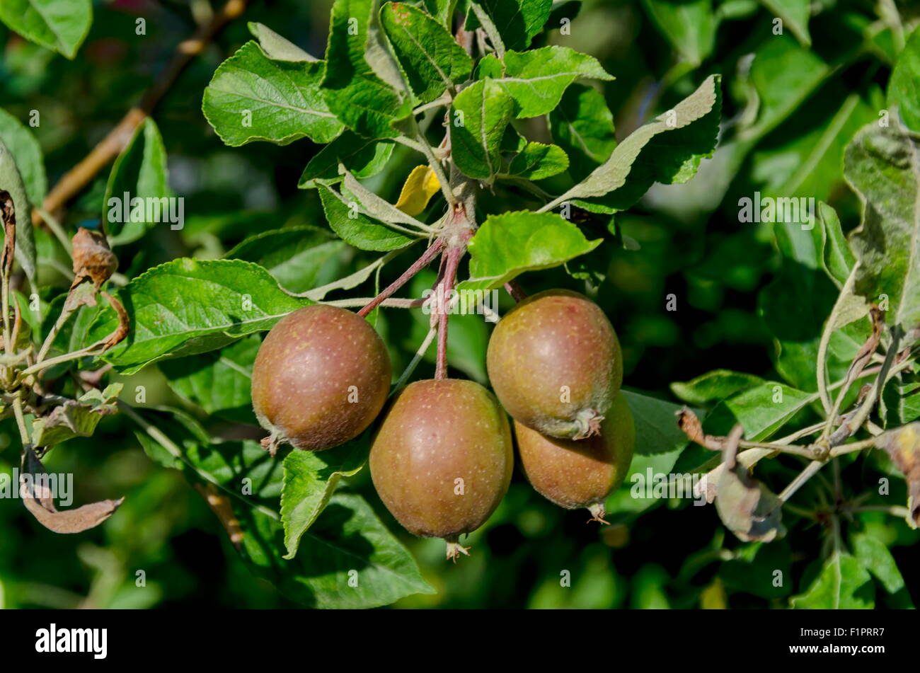 Pommier sauvage et les fruits dans le jardin, Sofia Bulgarie Banque D'Images