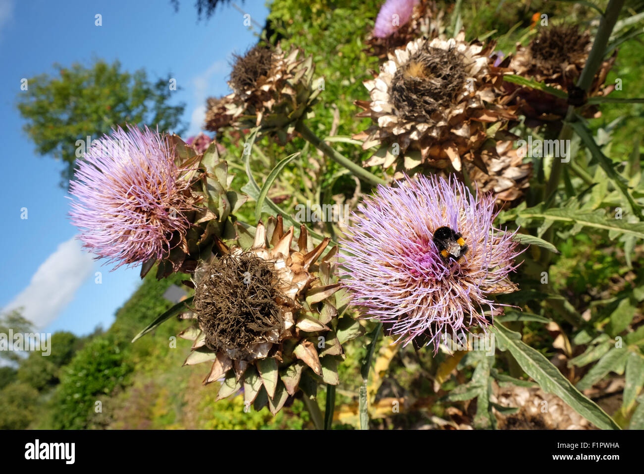 Herefordshire, UK. 6 Septembre, 2015. Un Bourdon cherche la dernière du nectar et du pollen sur l'un des rares chefs fleur Cardon sur un chaud matin ensoleillé. La plupart des fleurs Cardon sont maintenant allés aux semences alors que l'été s'estompe. Banque D'Images