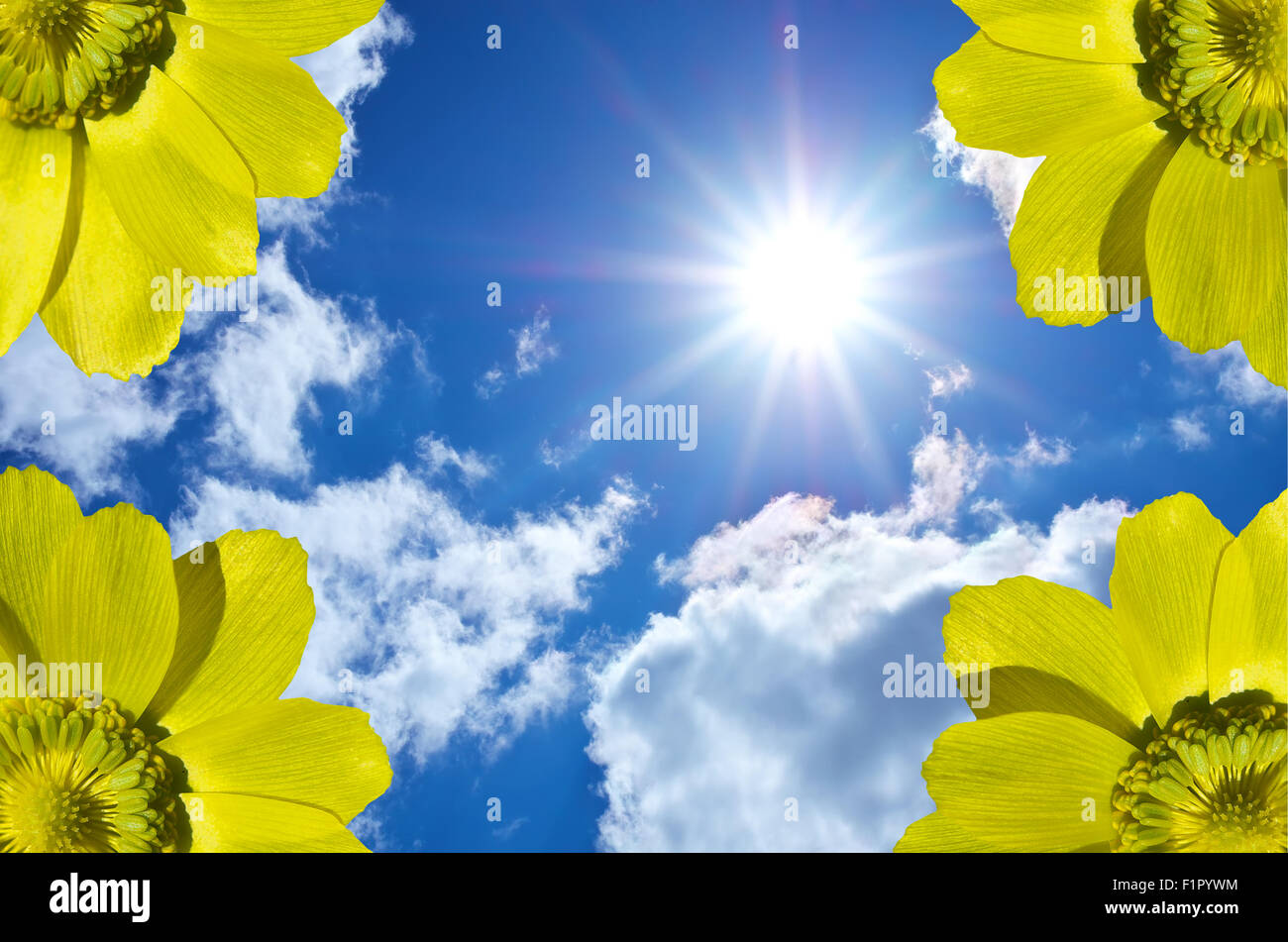 Fleurs jaune contre le ciel. Fleurs et ciel. élément de design Banque D'Images