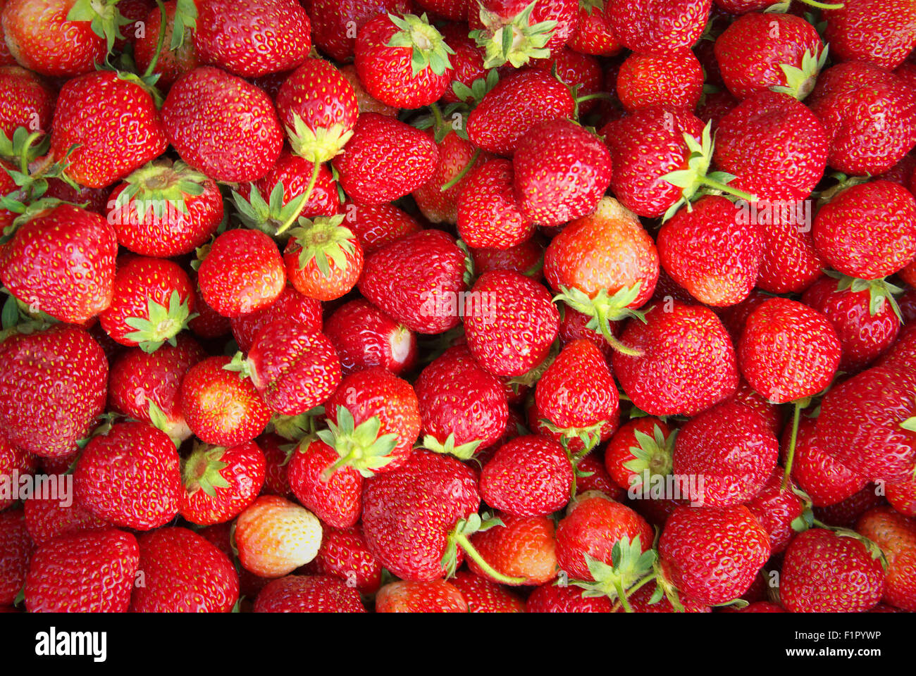 Venu de la récolte des fraises sucrées juteux délicieux Banque D'Images