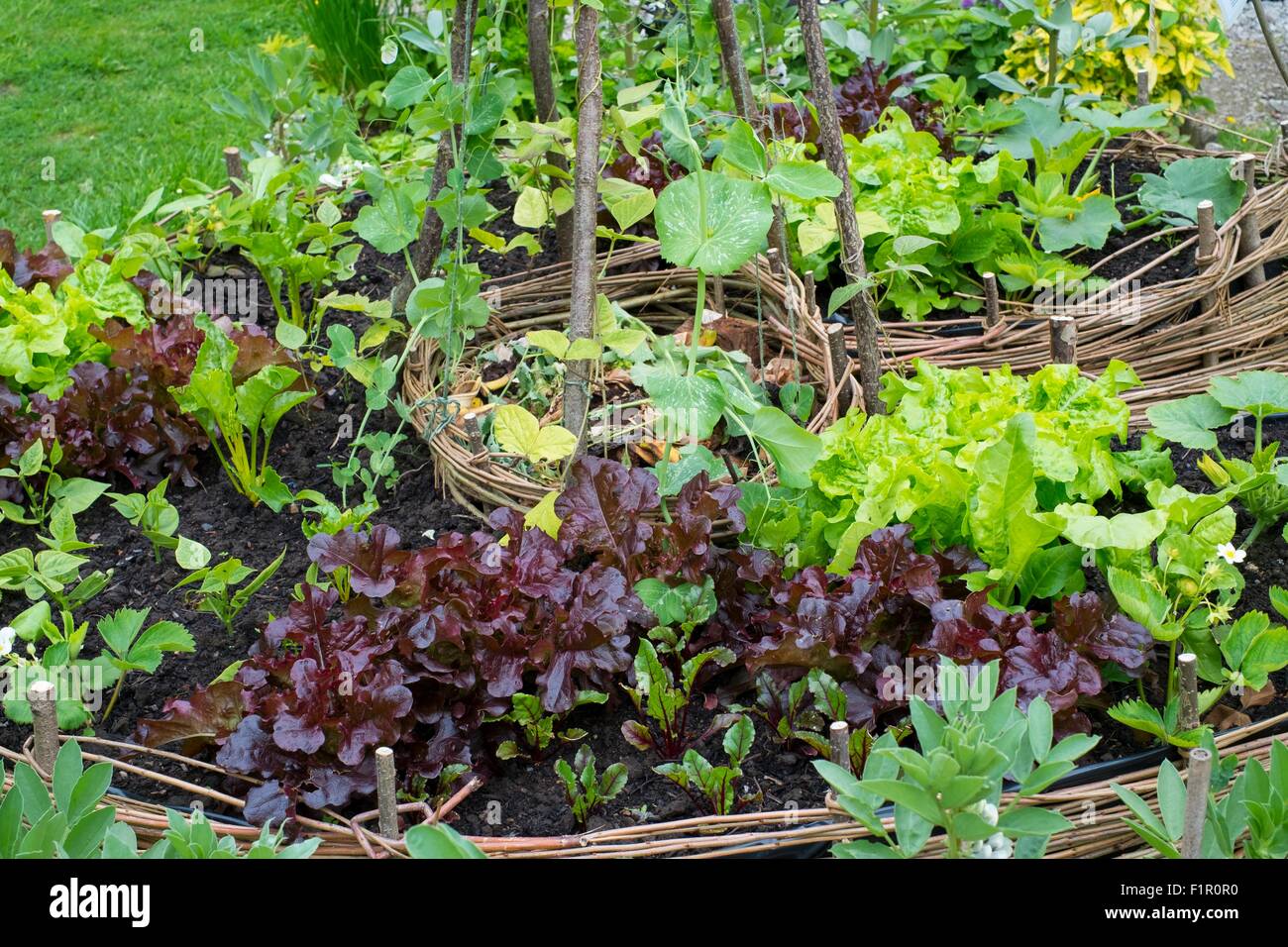 'A' Keyhole Garden construit à partir de l'osier, plantés de cultures, y compris la salade de betteraves, courgettes et haricots faible. Banque D'Images