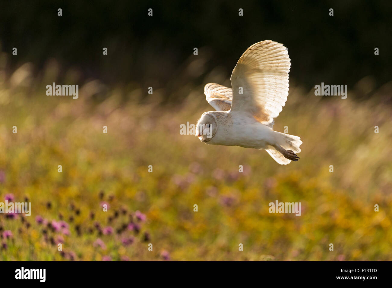Barn Owl, volant dans la lumière du soleil du soir Banque D'Images Barn Owl, volant dans la lumière du soleil du soir Banque D'Images