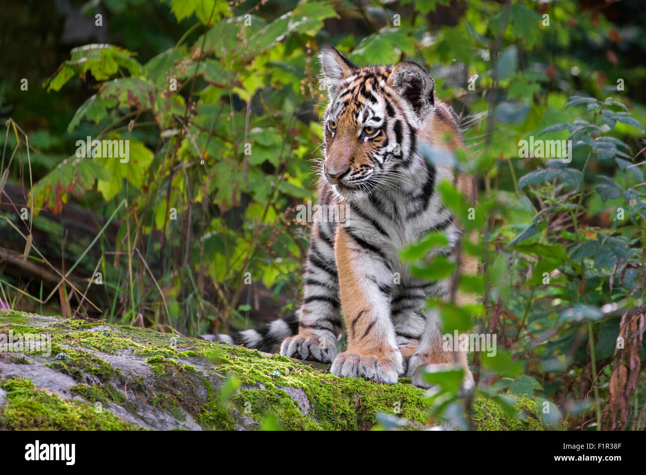 Quatre mois Amur Tiger Cub. Banque D'Images Quatre mois Amur Tiger Cub. Banque D'Images