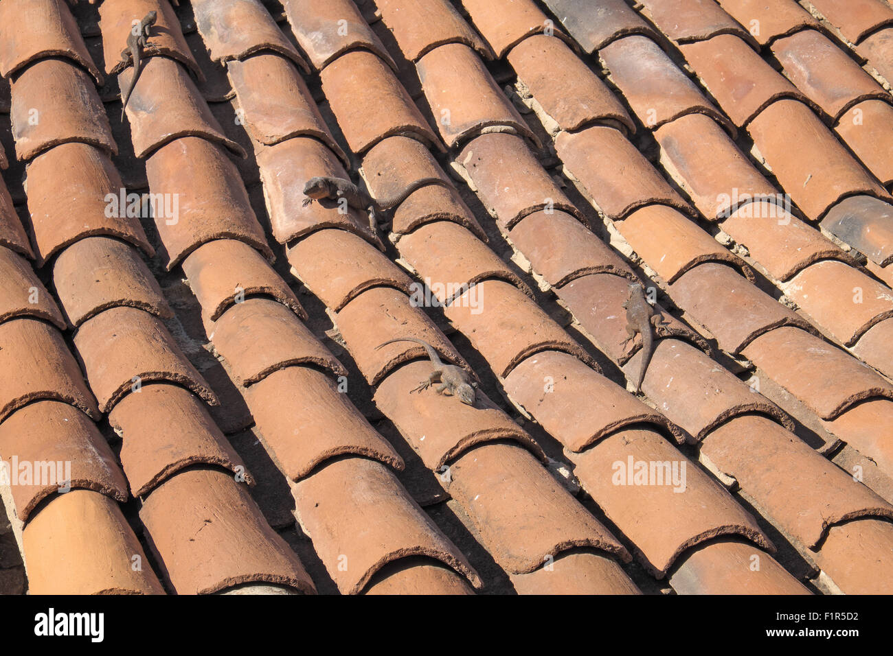 Gros lézards sur un toit de tuiles, Gran Canaria, îles canaries, espagne. Banque D'Images