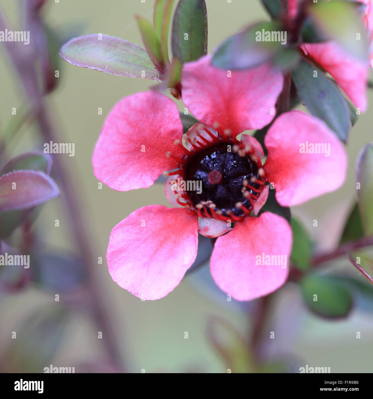 Fleur de l'arbre de thé (Leptospermum scoparium), Morrab Gardens, Penzance, Cornwall, England, UK. Banque D'Images