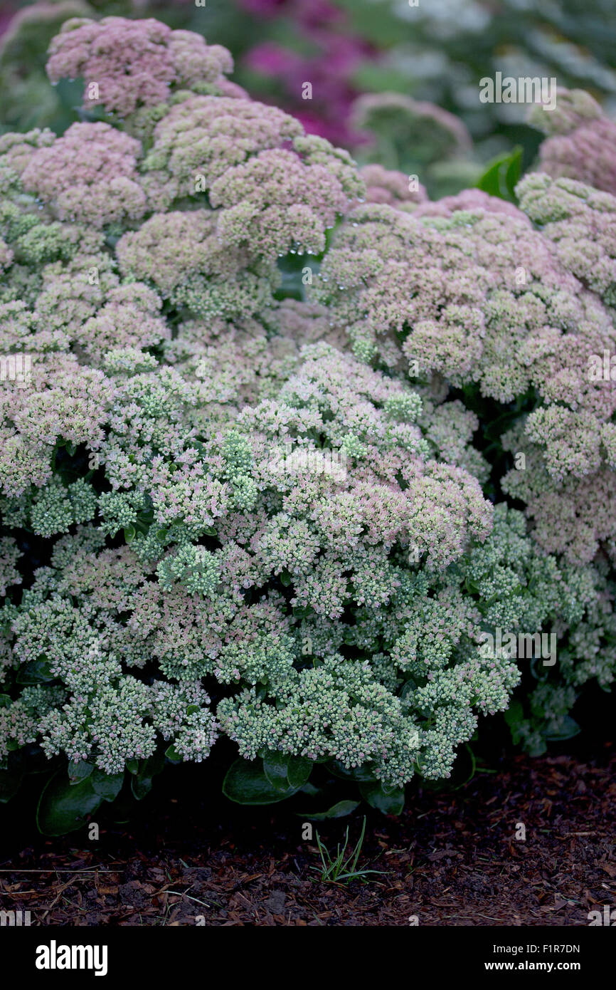 - Fleurs - Sedum Autumn Joy Banque D'Images