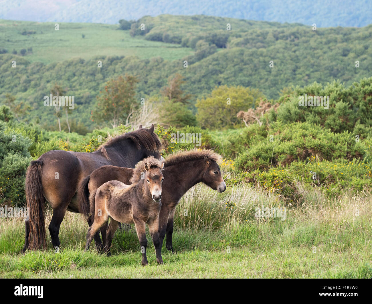 Poneys Exmoor, groupe familial. Somerset, Royaume-Uni. Banque D'Images