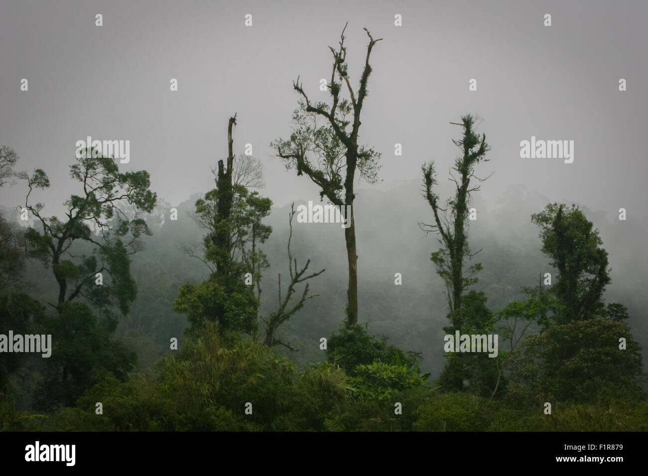 Végétation sur le paysage de montagne brumeux du mont Salak à l'ouest de Java, Indonésie. Banque D'Images