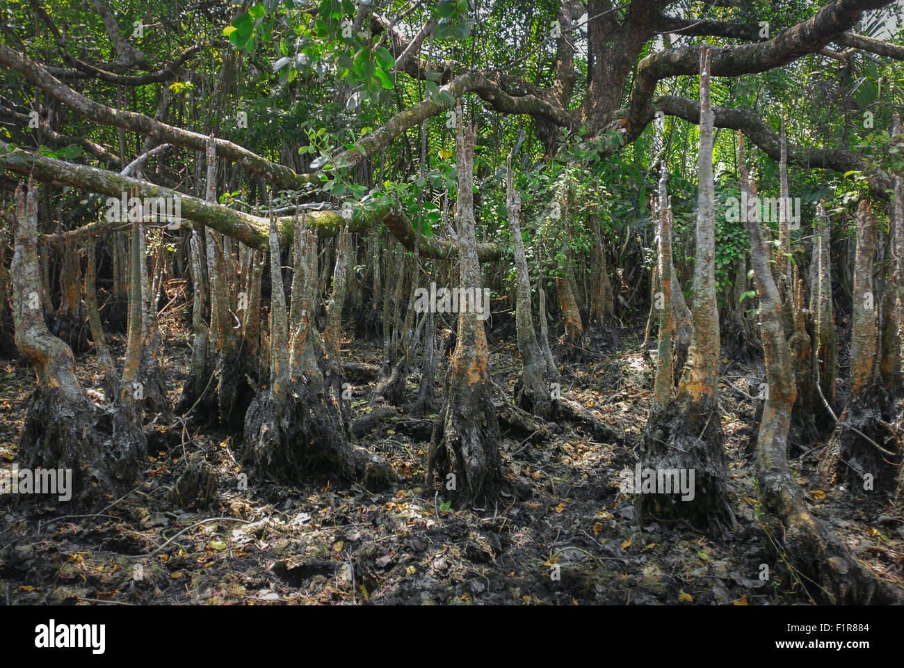 Racines aériennes géantes de la plante sonneratia, l'un des mangroves qui poussent sur le paysage côtier du parc national d'Ujung Kulon en Indonésie. Banque D'Images