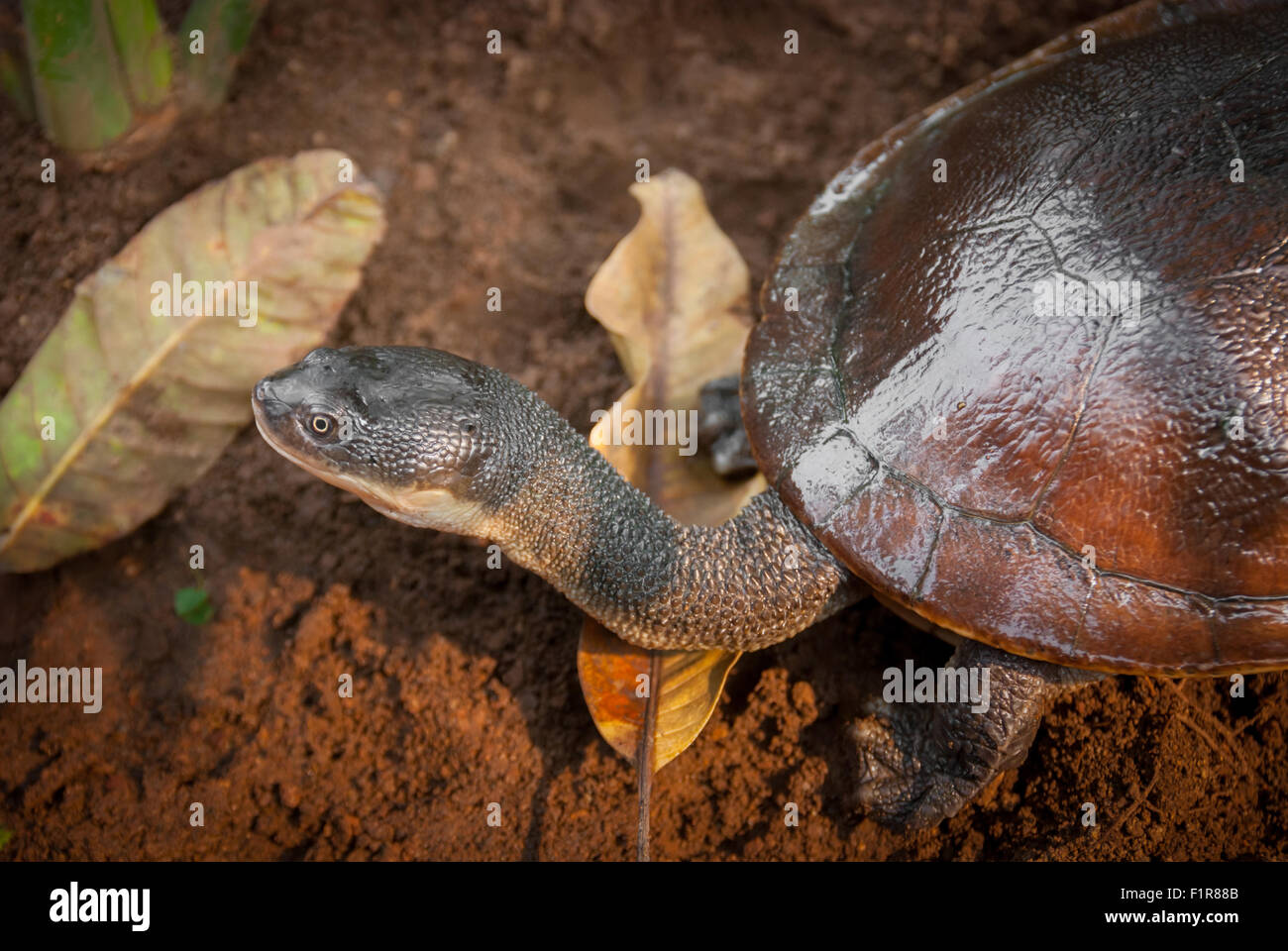 La tortue mouchetée de l'île de Rote (Chelodina mccordi) presque éteinte dans un site de reproduction ex situ autorisé à Jakarta, en Indonésie. Banque D'Images