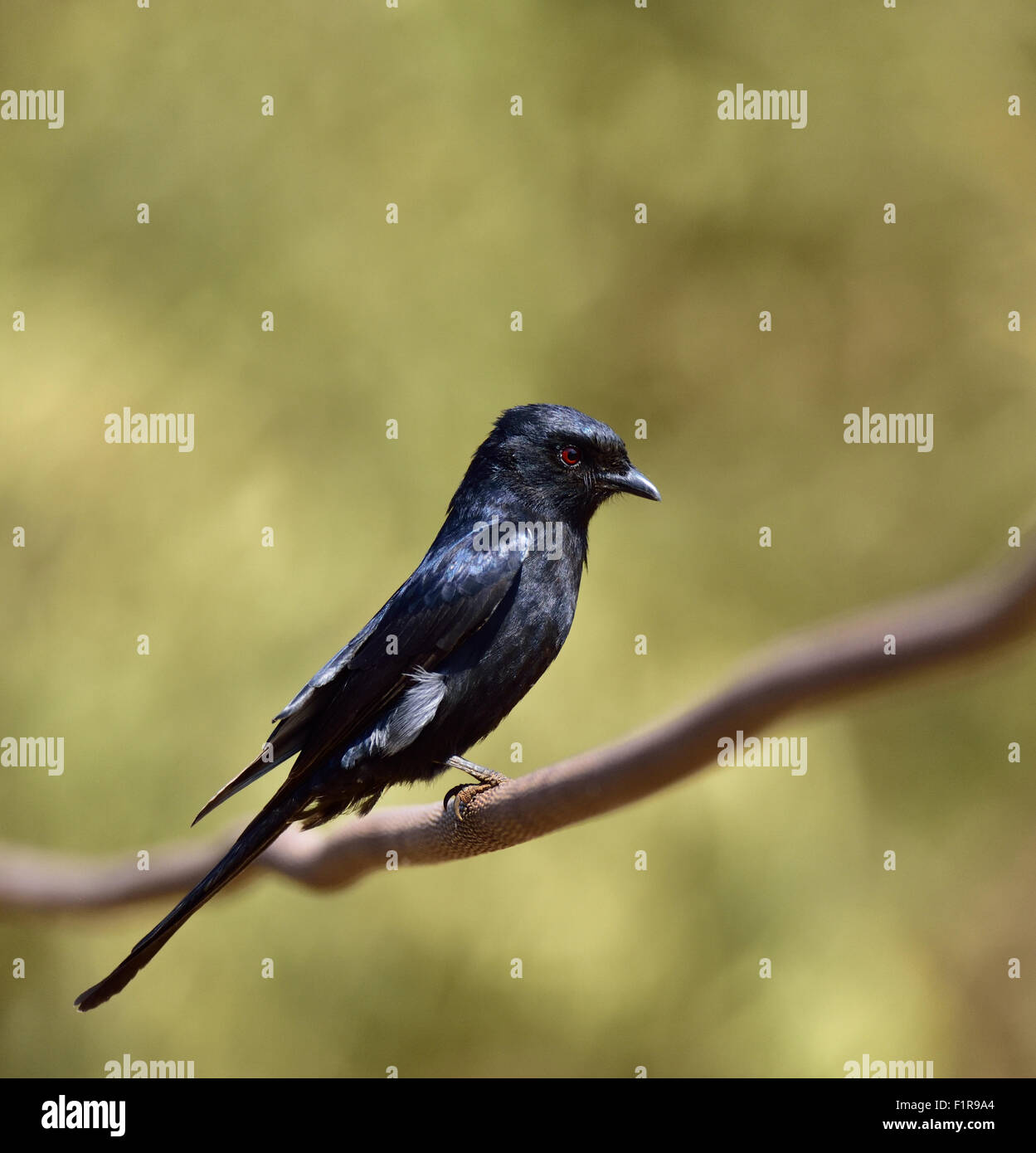 Des oiseaux d'Afrique noire, l'Océanite à queue Drongo. Dicrurus adsimilis Banque D'Images