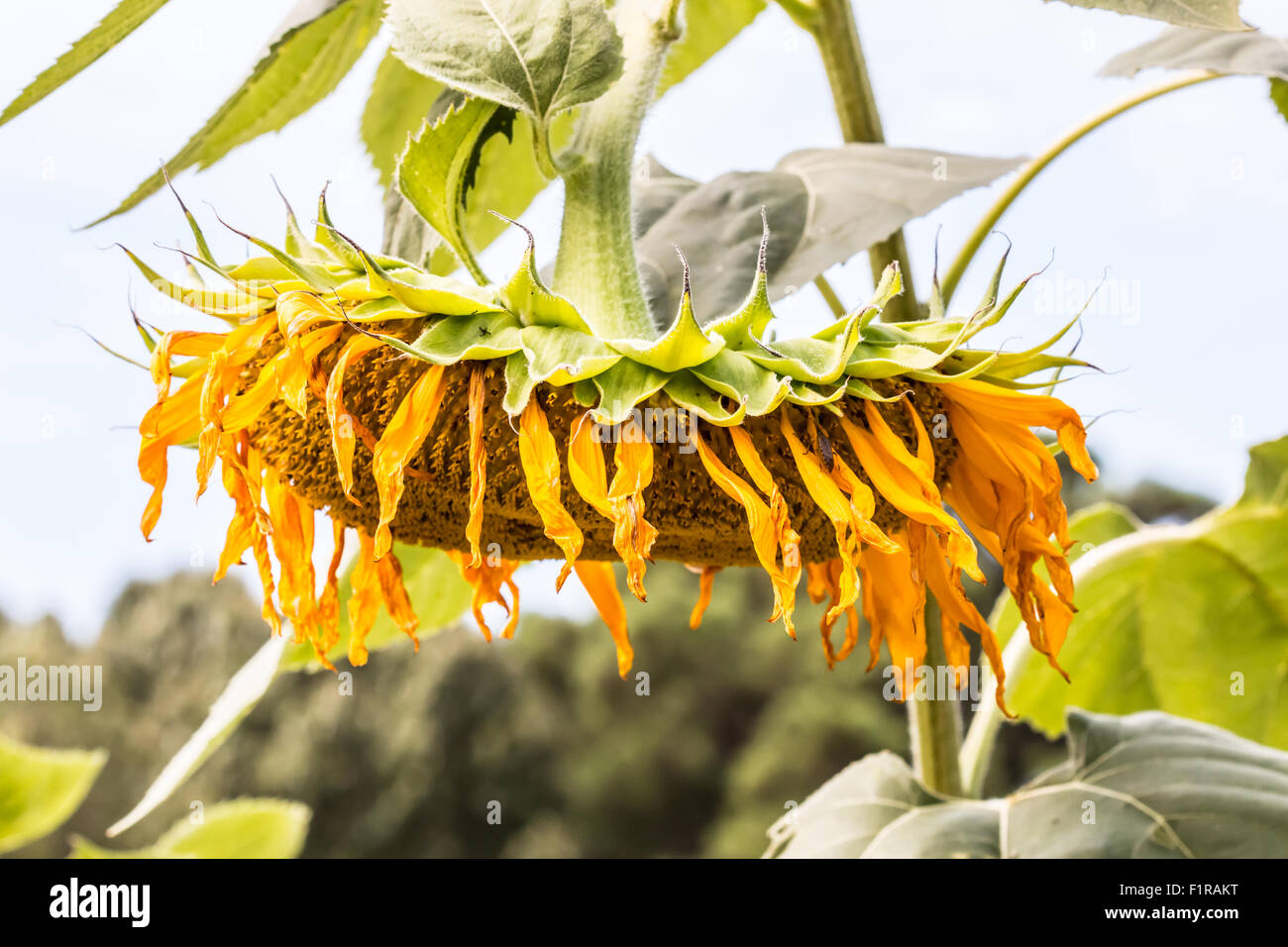 Plan de mourir des plantes de tournesol fanées Banque D'Images