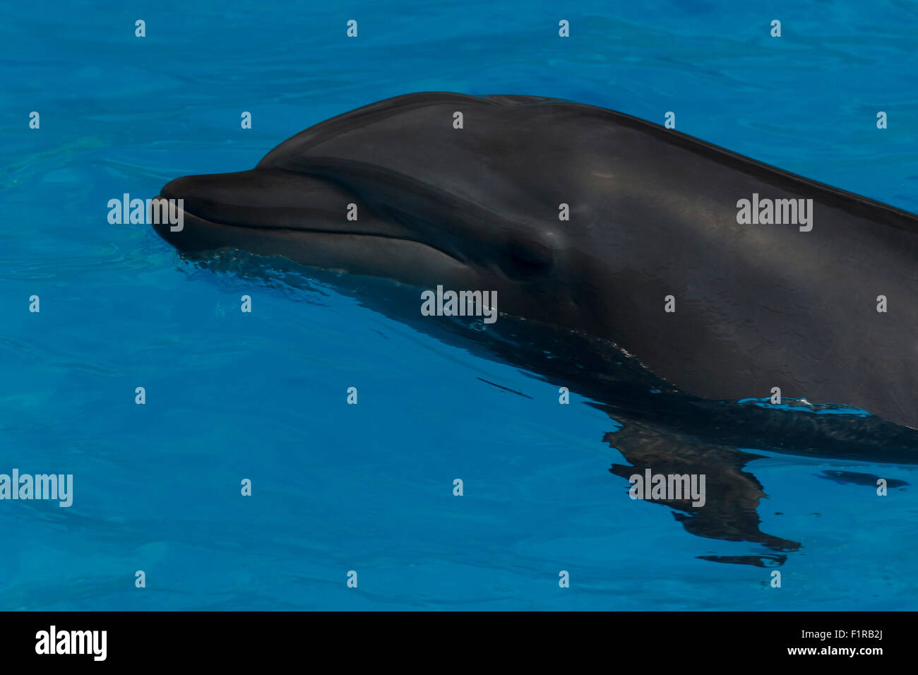 Close up de dolphin in pool Banque D'Images