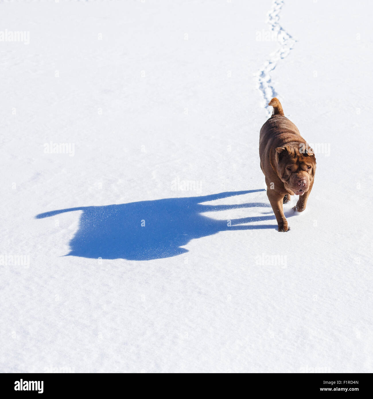 Brown Shar Pei marcher dans les sentiers de neige déposée en laissant un derrière sur une journée ensoleillée d'hiver Banque D'Images