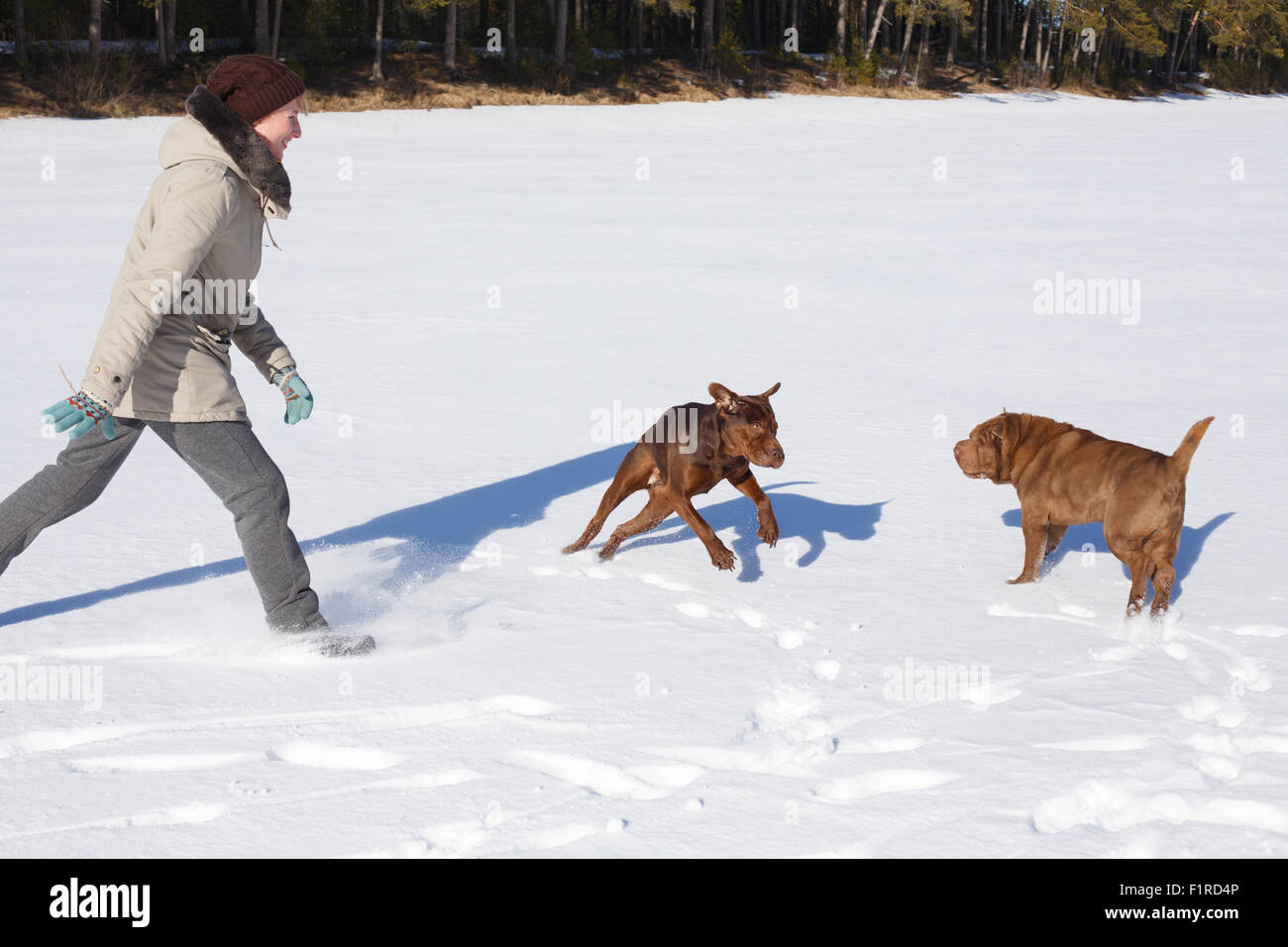 Femme jouant avec ses chiens sur une journée ensoleillée d'hiver. Vacances d'hiver, la notion de formation de chien Banque D'Images