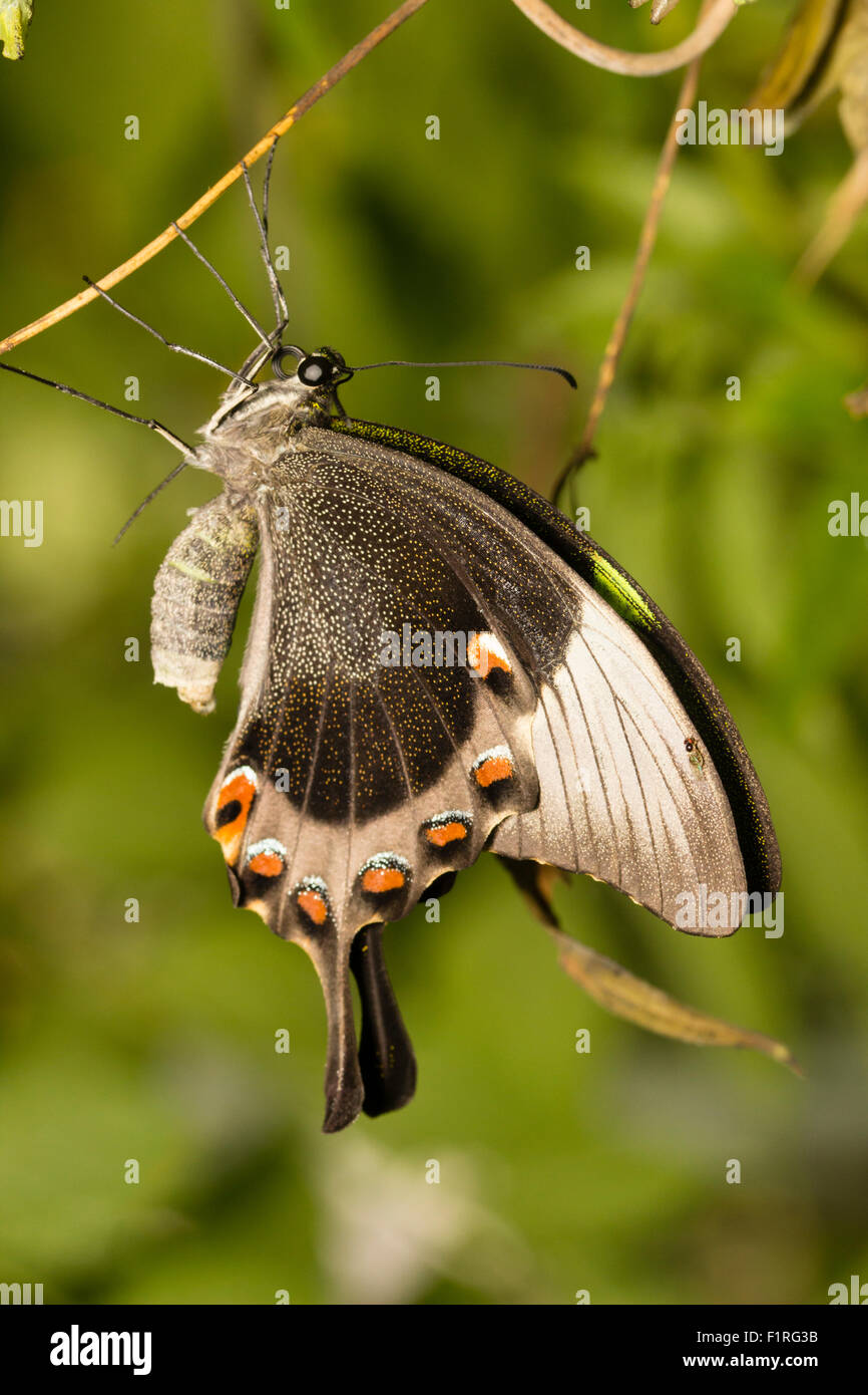 Underwings d'un repos, l'émeraude, élevés en captivité swallowtail Papilio palinurus, à la ferme des papillons de Buckfast, Devon, UK Banque D'Images