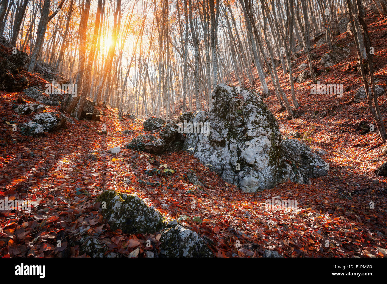Belle forêt d'automne avec des pierres dans les montagnes de Crimée au coucher du soleil. Nature fond Banque D'Images